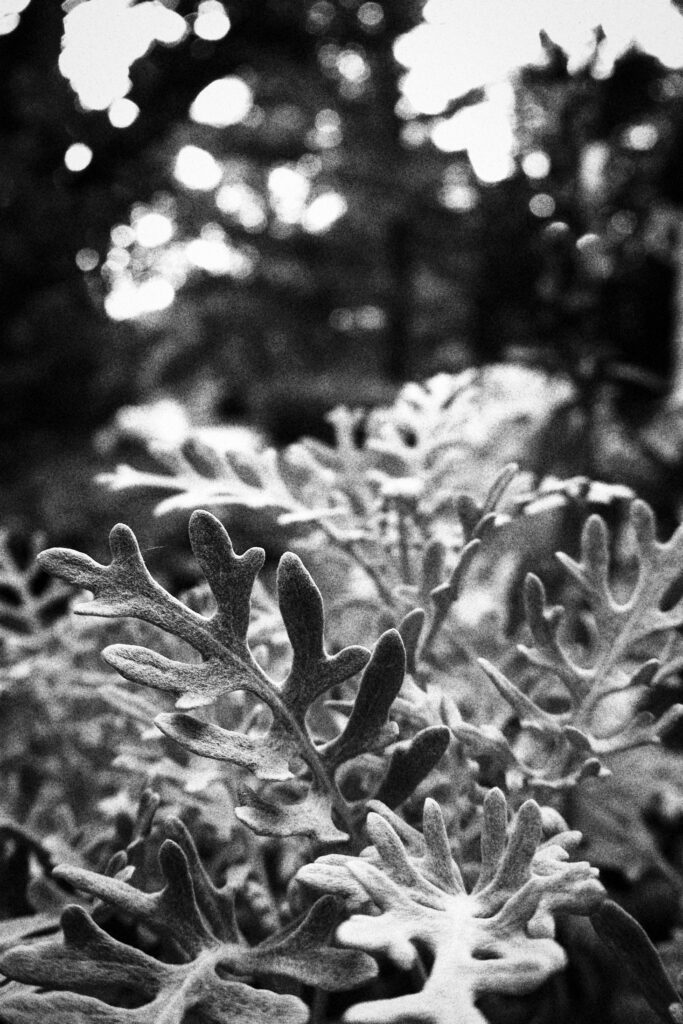 Black and white close up of garden greenery