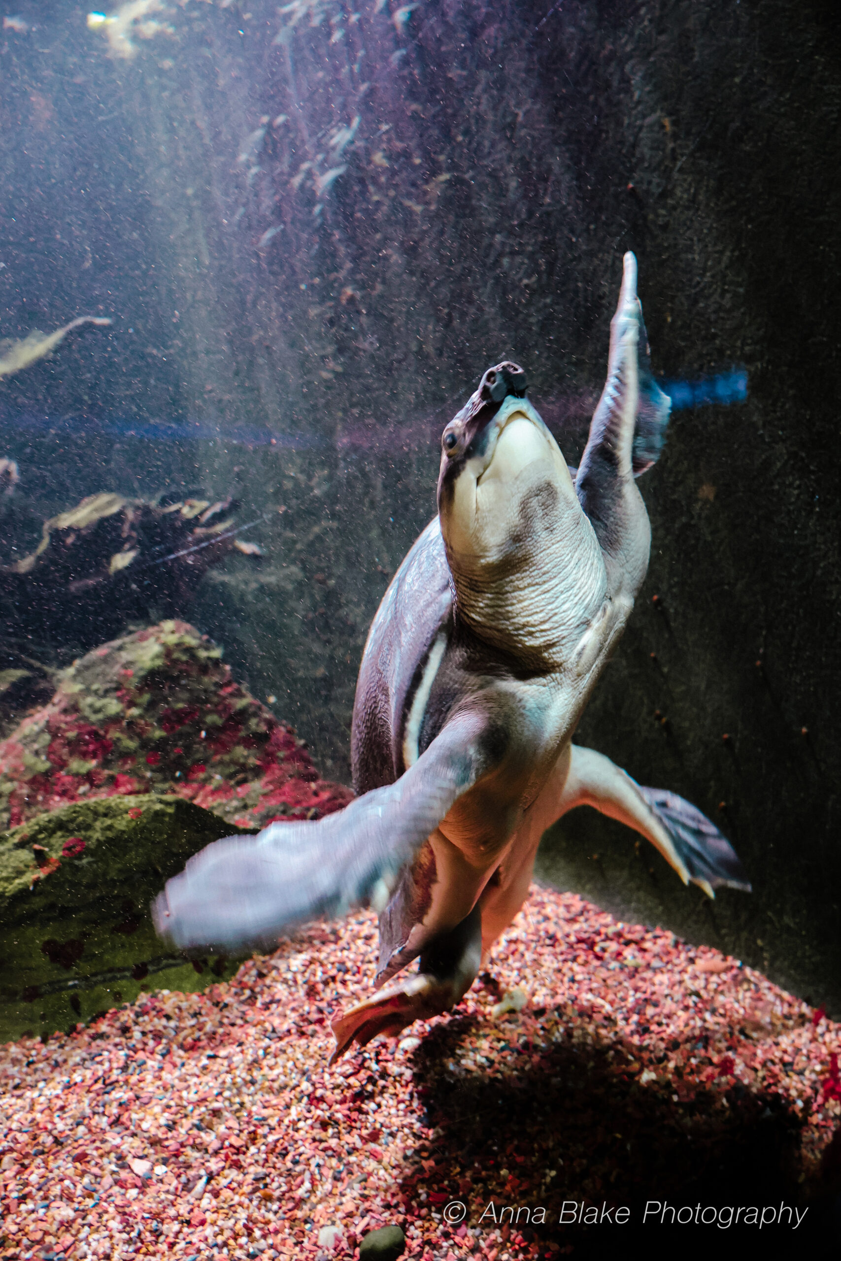 Turtle swimming on its side with light beams shining on it