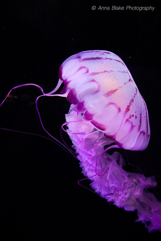 Purple jellyfish swimming