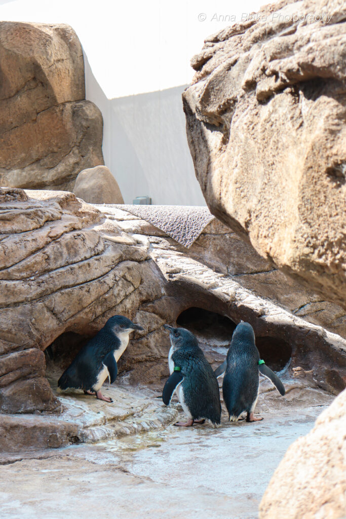Three blue penguins standing in a rock habitat