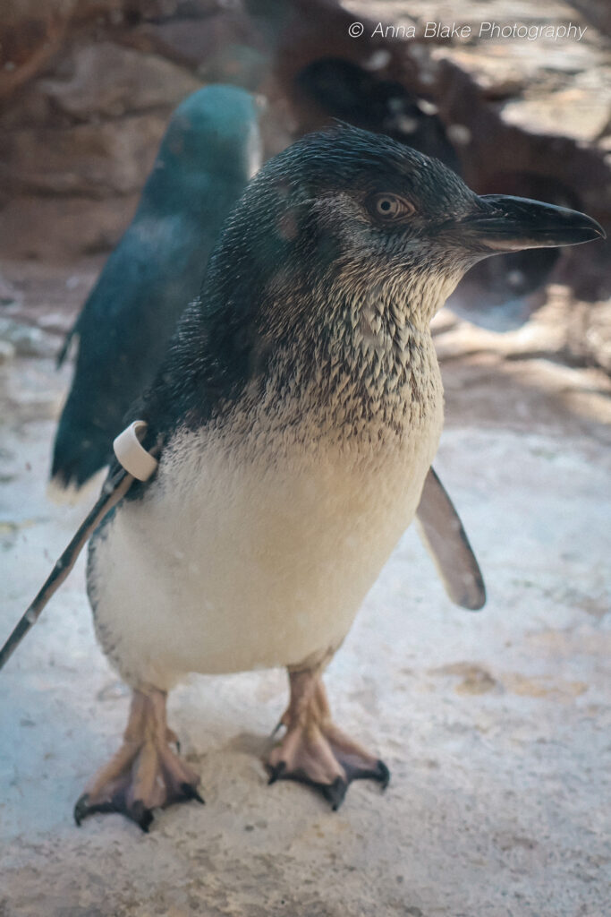 Full body of a blue penguin standing with side profile