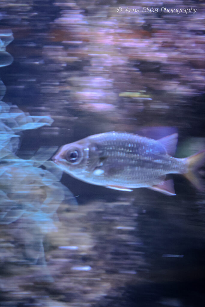 A silver scaly fish swimming with a blur of motion in the background