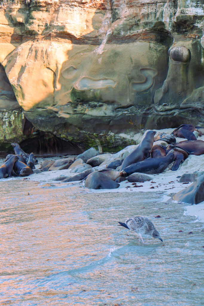 Heard of sea lions laying on sand with a small bird in the foreground