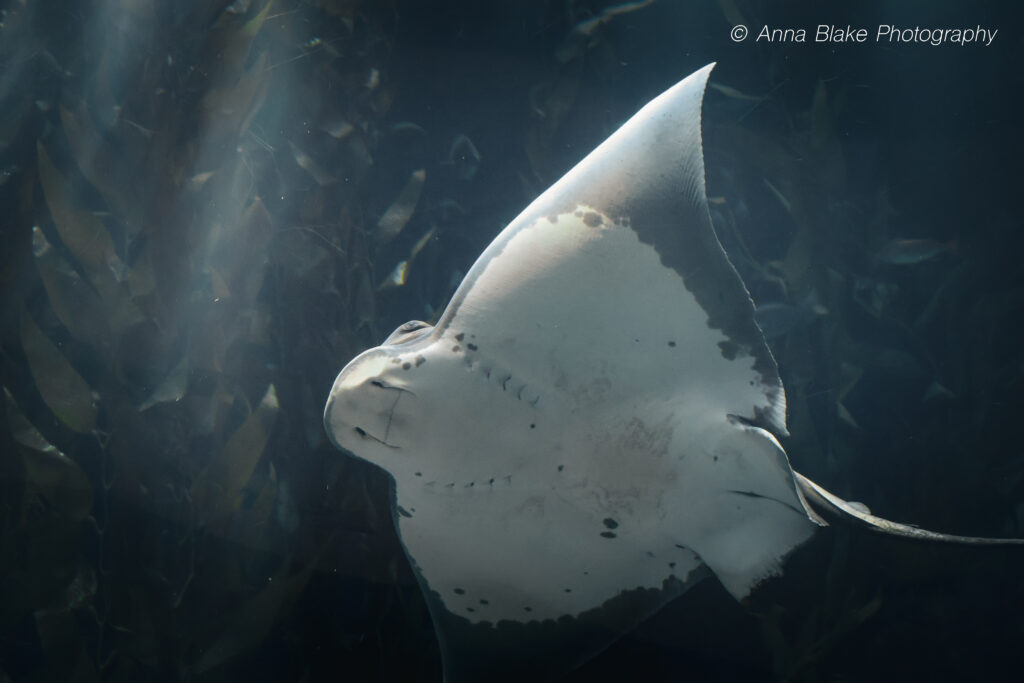 Stingray swimming ventral side facing the camera with kelp in the background