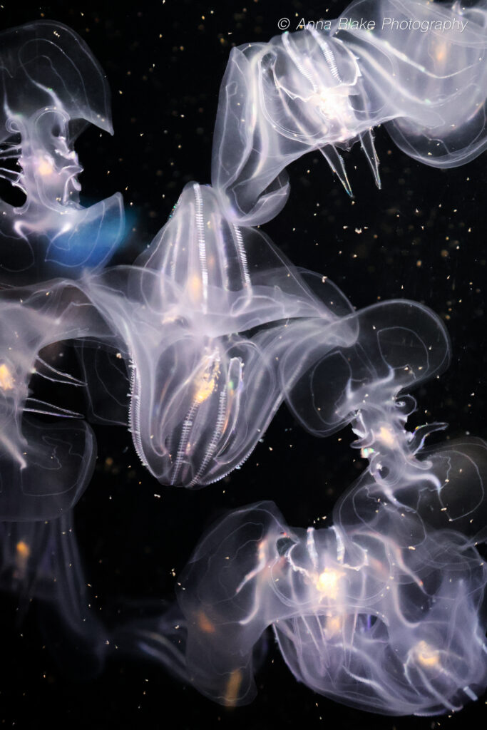 White jellyfish with speckles of light