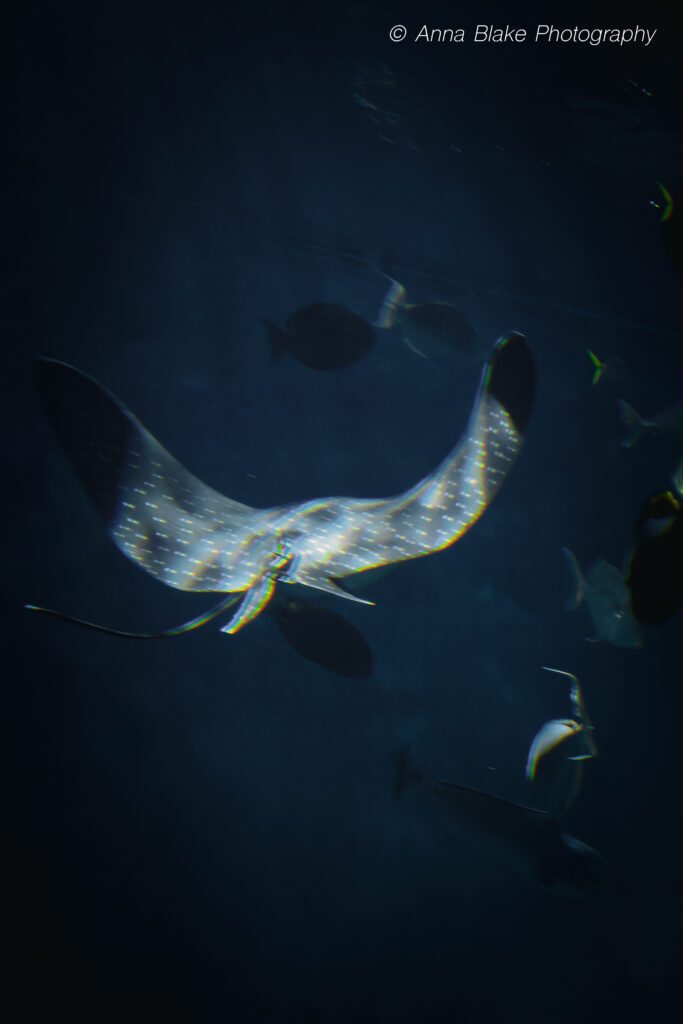 Stingray swimming away from the camera