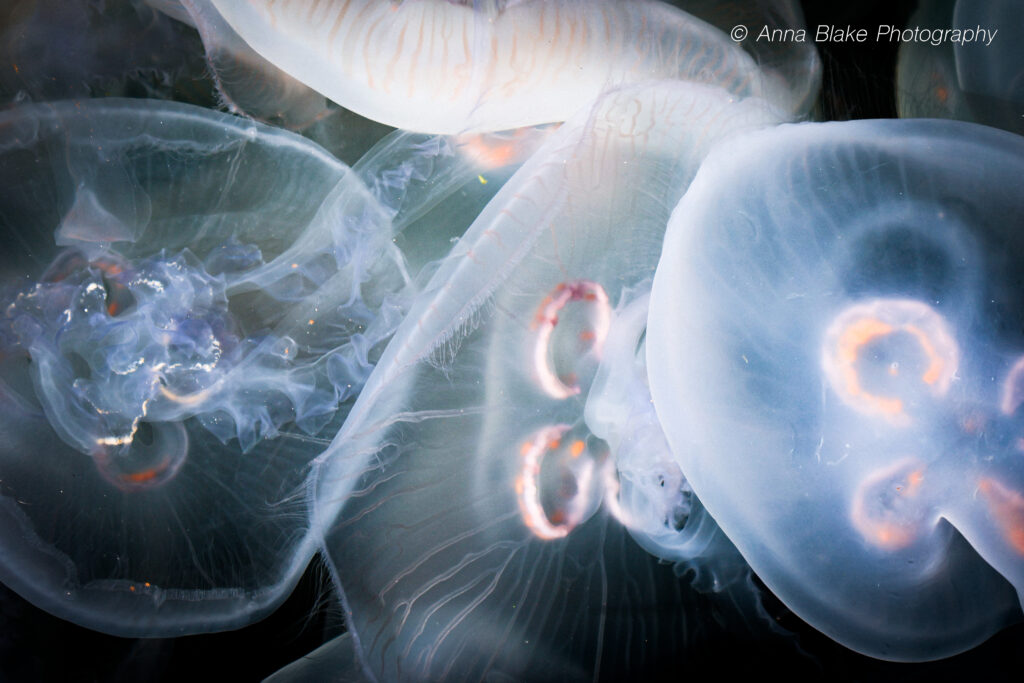 Close up of several translucent jellyfish