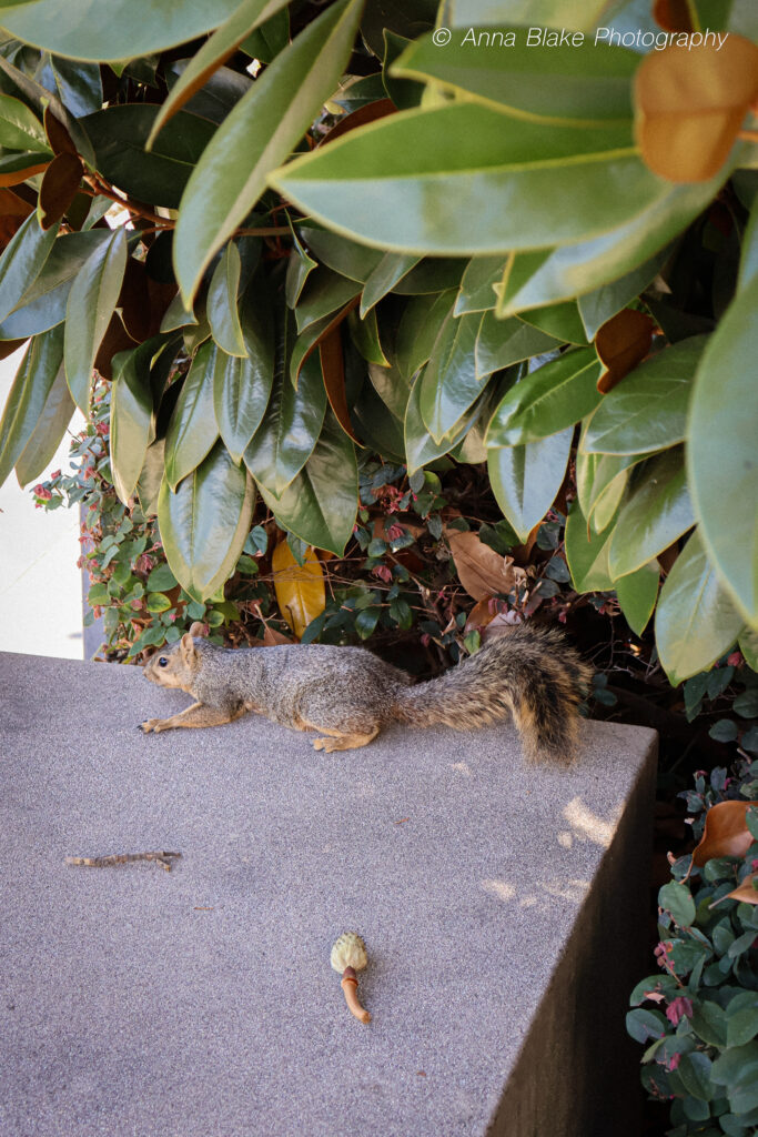 A squirrel laying on a cement staircase wall with leaves hovering