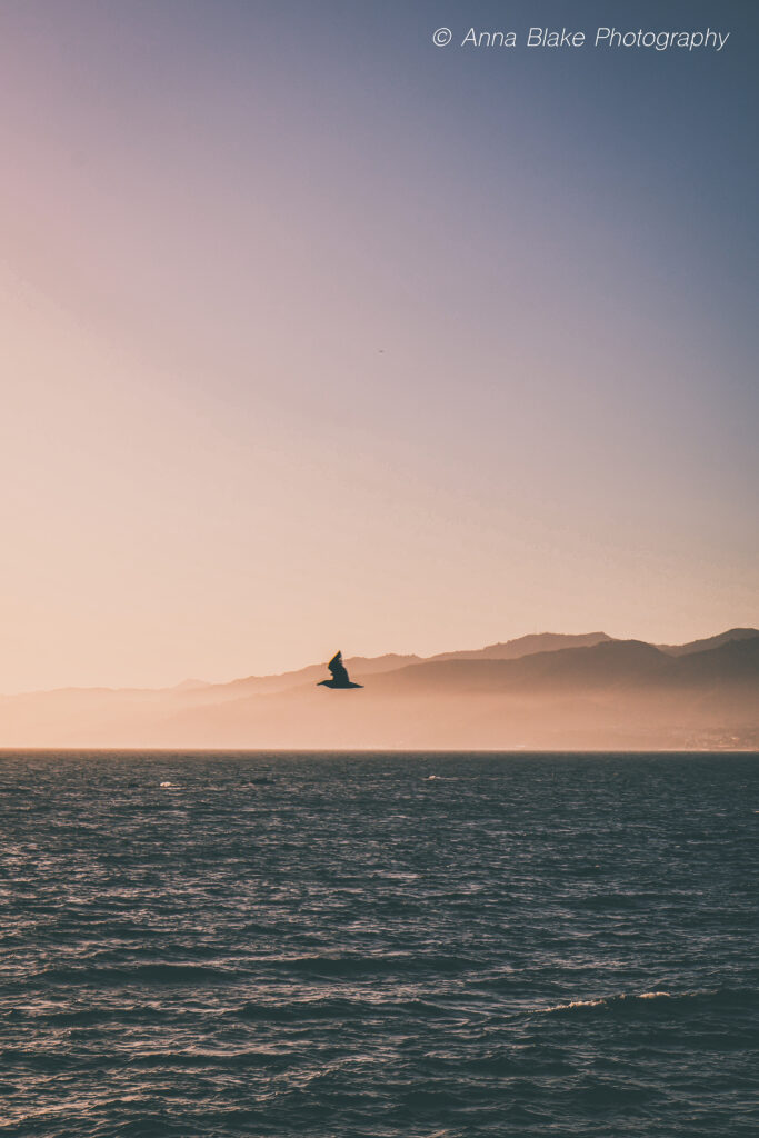 A bird flying in the distance over the Pacific Ocean with mountains in the background at sunset