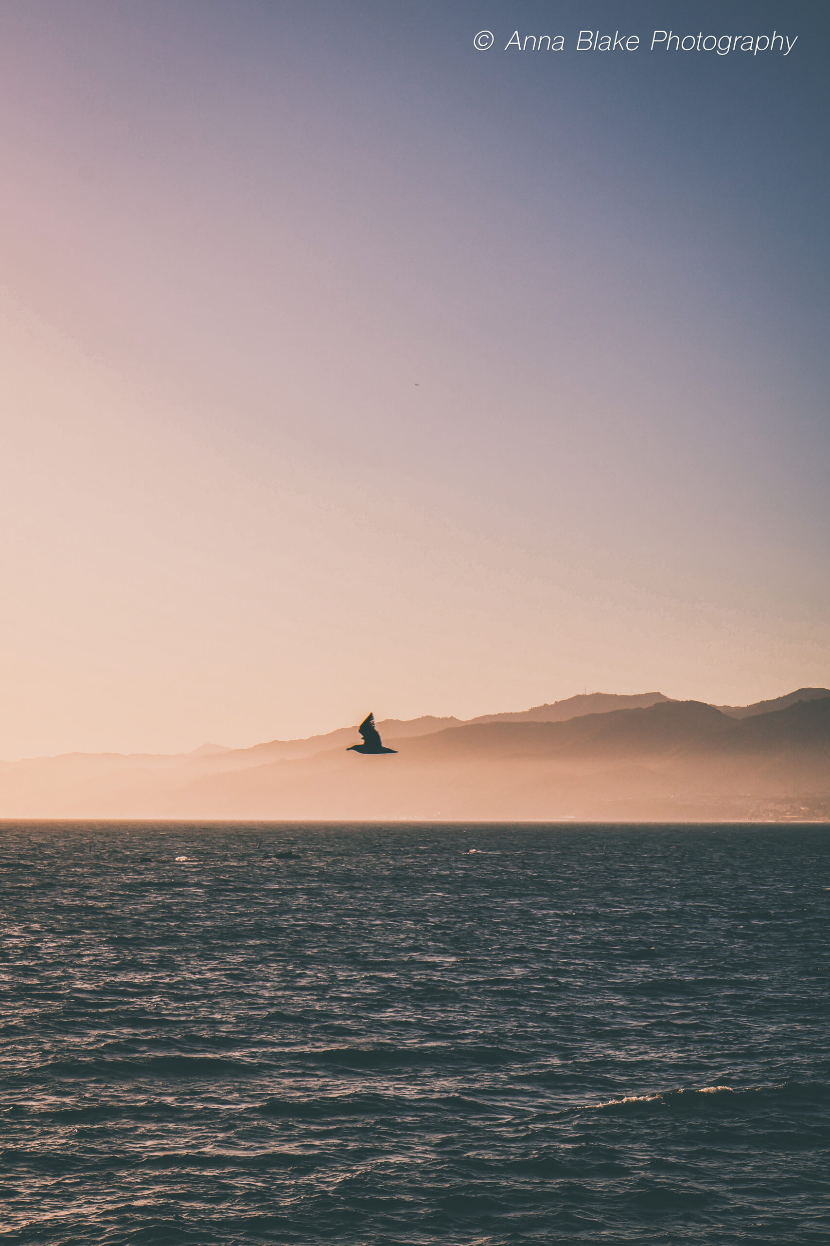 A bird flying in the distance over the Pacific Ocean with mountains in the background at sunset